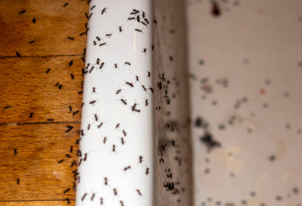 Best Commercial Pest Control Services  in Sunbury, PA